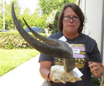 24 inch kudu horns on skull plate for $75