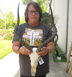 African impala skull with 20 and 21 inches horns - $105