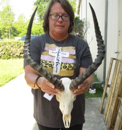 African impala skull with 19 and 20 inches horns - $105