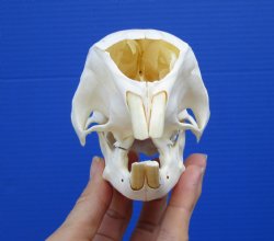 Grade A 5 inches African Cape Porcupine Skull for $70