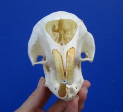 Grade B Quality 6 inches Large African Cape Porcupine Skull (hole) for $55