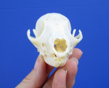 Grade B 4-1/2 inches Real South African Cape Fox Skull for $55