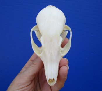 Grade B 4-1/2 inches Real South African Cape Fox Skull for $55