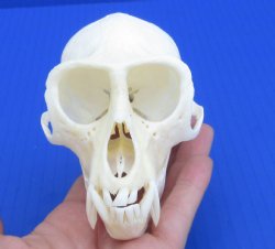 A-Grade Male African Vervet monkey skull - $130