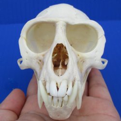 4-1/4" Male African Vervet Monkey Skull - $130