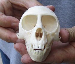 B-Grade Male African vervet monkey skull - 4-1/4 inches - $95