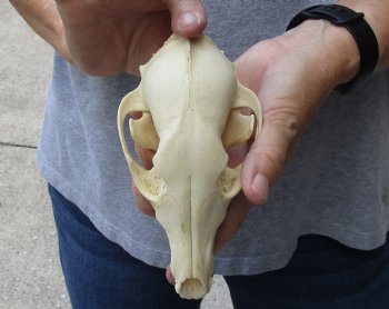 6-1/2 inches African Black-Backed Jackal Skull for $60