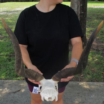African Nyala Skull with 23" Horns - $190.00