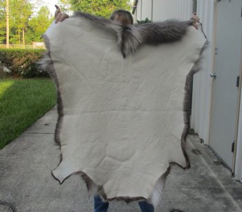 43 inches by 41 inches Finland Reindeer Hide, Skin, farm raised - $155