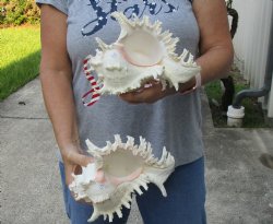 2 pc lot of 9 inch Murex Ramosus, giant murex shell - $40