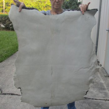 Real Goat Hide for sale -  40 inches - $35