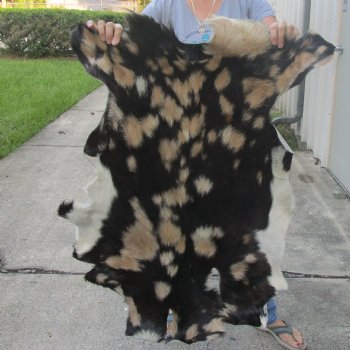 Real Goat Hide for sale -  39 inches - $25