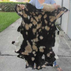 Real Goat Hide for sale -  39 inches - $35