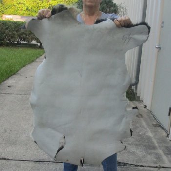 Real Goat Hide for sale -  39 inches - $25