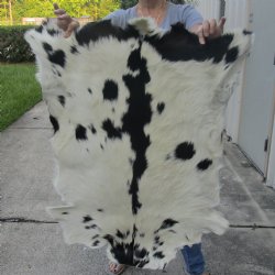 Real Goat Hide for sale -  36 inches - $35