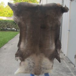 56 inches by 48 inches Finland Reindeer Hide, Skin, farm raised - $155