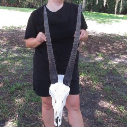 B grade Gemsbok Skull with 23 and 24 inch horns -$124.99