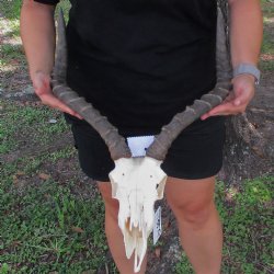 B-Grade African Impala Skull with 17-18" Horns - $65