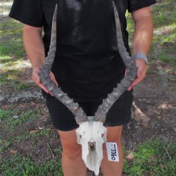 B-Grade African Impala Skull with 20-21" Horns - $70