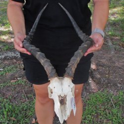 B-Grade African Impala Skull with 18-19" Horns - $55