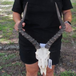 B-Grade African Impala Skull with 17-18" Horns - $95