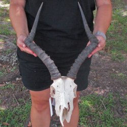 B-Grade African Impala Skull with 17-18" Horns - $85