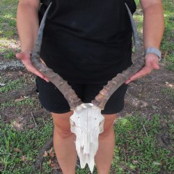 B-Grade African Impala Skull with 17-18" Horns - $95