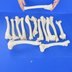 15 piece lot of deer leg bones 10 to 12 inches long - $30