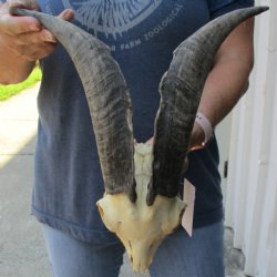 B-Grade 7" Goat Skull with 13" Horns - $95