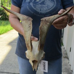B-Grade 7" Goat Skull with 15" Horns - $95