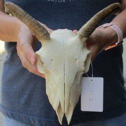 B-Grade 7" Goat Skull with 5" Horns - $70