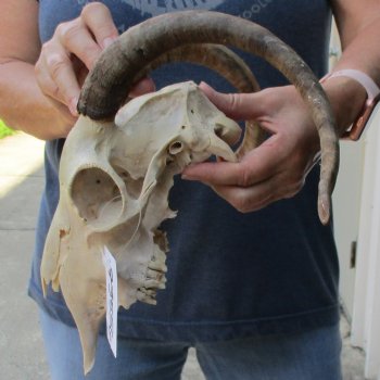 9" Goat Skull with 15" Horns - $120