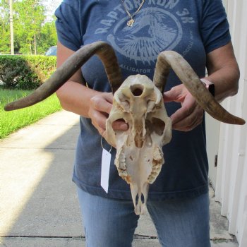 9" Goat Skull with 15" Horns - $120