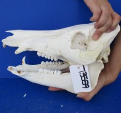 Wild Boar Skull, 12-1/2" - $50