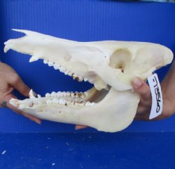 Wild Boar Skull, 11-1/2" - $40