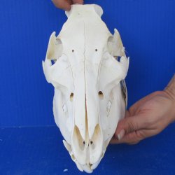 Wild Boar Skull, 10-1/2" - $30