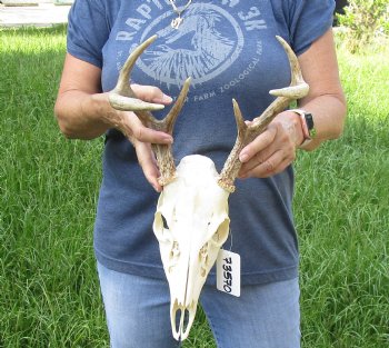6 point Whitetail Deer skull with 13-1/4 main beam- $85