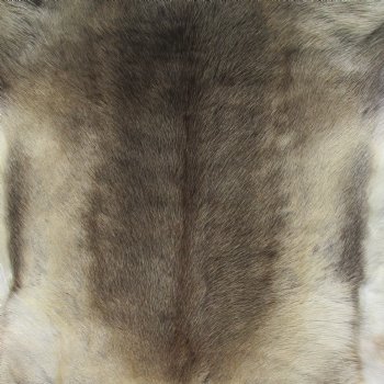 45 inches by 44 inches Finland Reindeer Hide, Skin, farm raised - $150