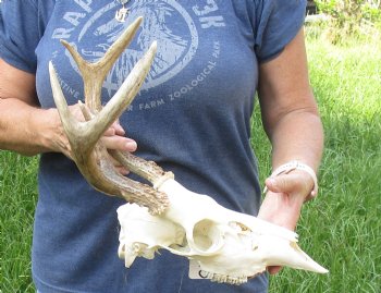 6 point Whitetail Deer skull with 13-1/4 main beam- $85