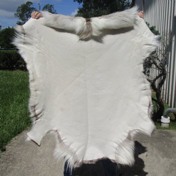 45 inches by 44 inches Finland Reindeer Hide, Skin, farm raised - $150