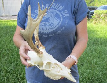 7 point Whitetail Deer skull with 10-1/4 inch main beam - $85