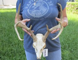 8 point Whitetail Deer skull with 16-1/2 inch main beam - $85