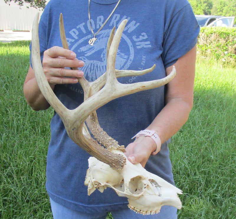 Whitetail deer skull