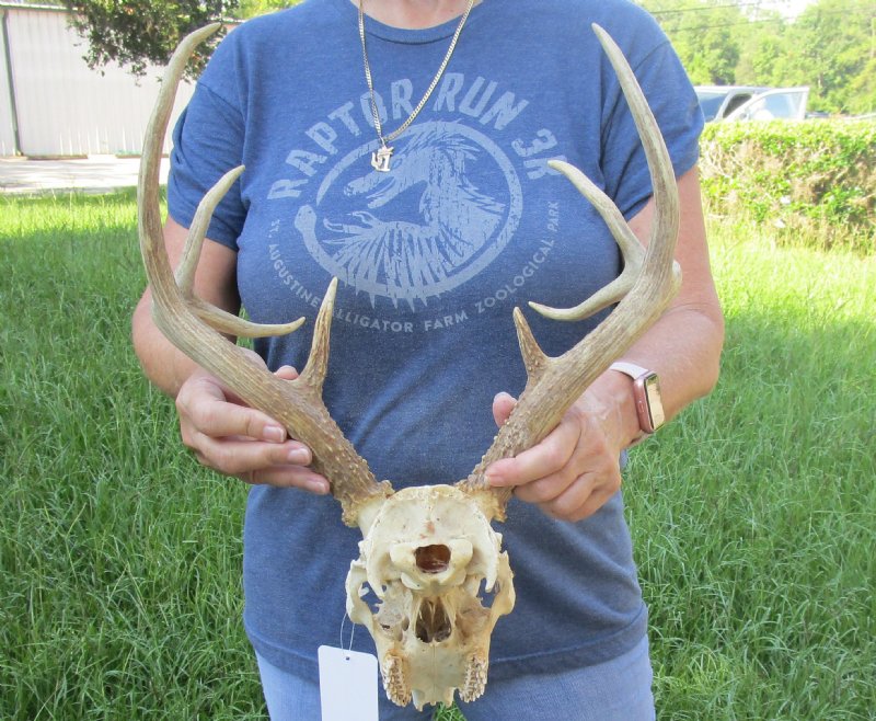Whitetail deer skull