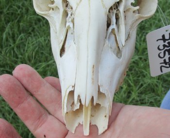 8 point Whitetail Deer skull with 16-1/2 inch main beam - $85