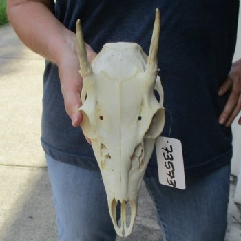2 point Whitetail Deer skull with 3 inch main beam - $65
