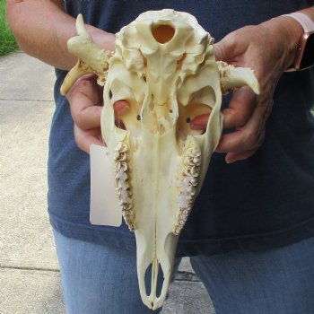 3 point Whitetail Deer skull with 2 inch main beam - $65