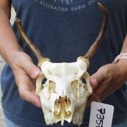 2 point Whitetail Deer skull with 5-1/2 inch main beam - $65