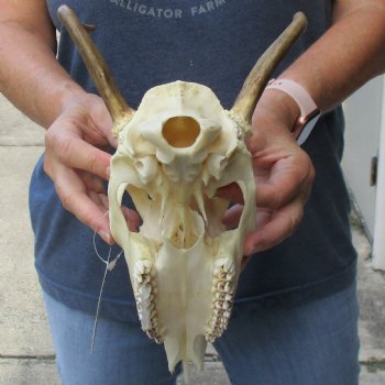 2 point Whitetail Deer skull with 5-1/2 inch main beam - $65