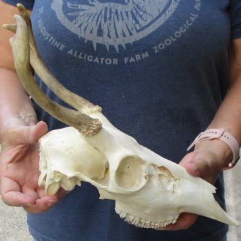 3 point Whitetail Deer Skull with 6-3/4 inch beam - $65